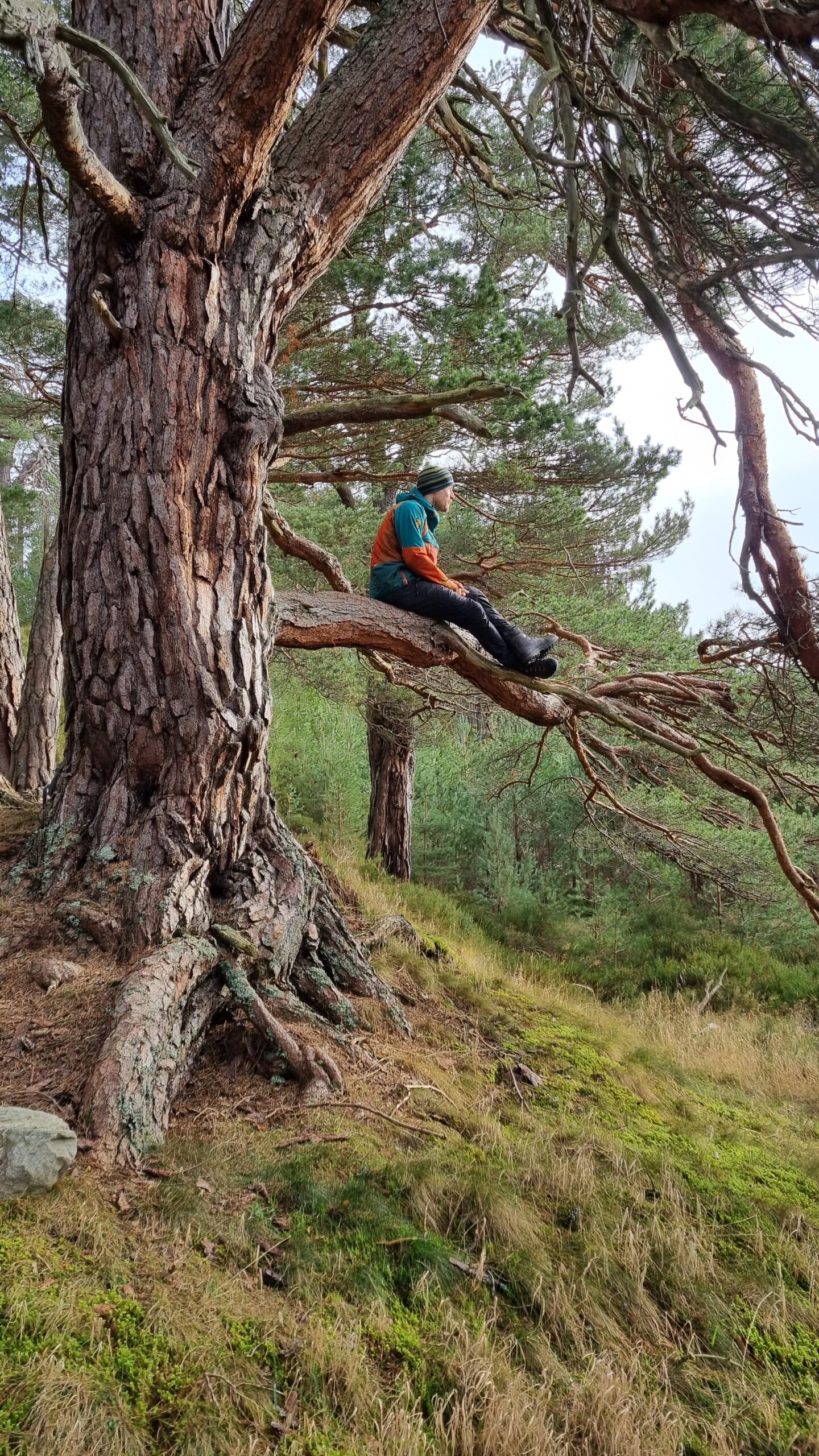 Man sitting in a tree in Glen Feshie, Cairngorms